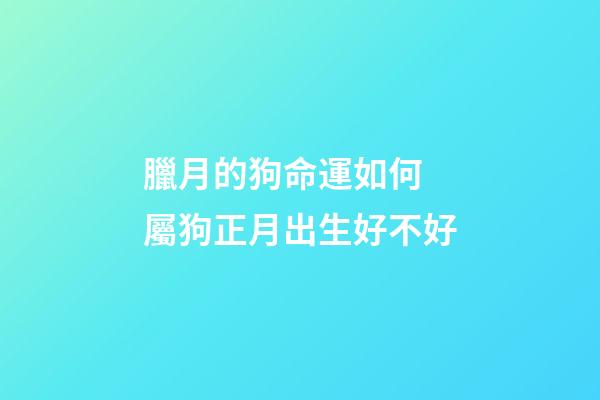 臘月的狗命運如何 屬狗正月出生好不好